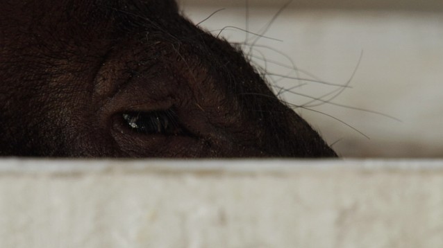 pig 1
